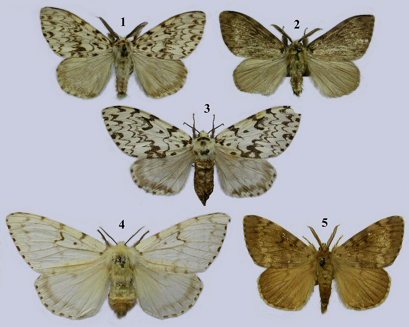 Lymantriidae image